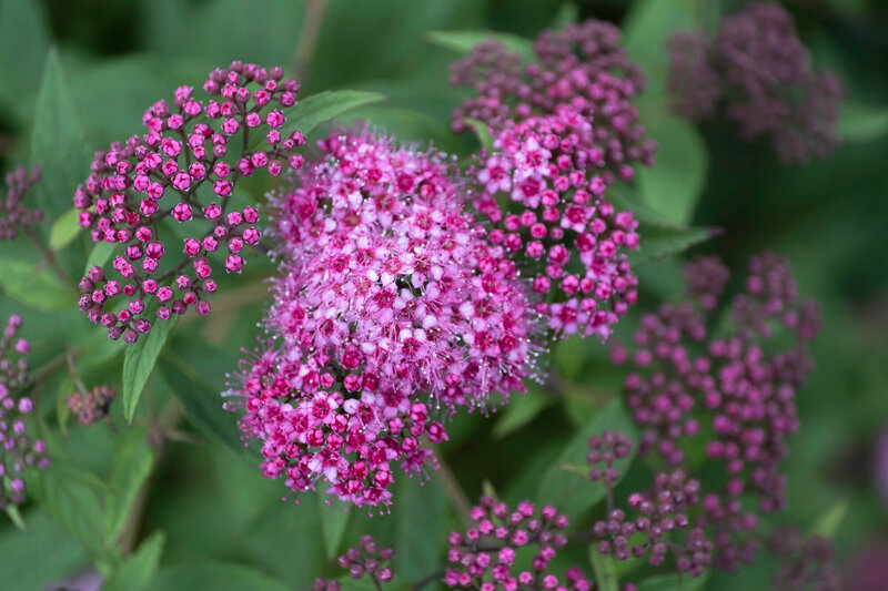 Spiraea japonica Dart´s Red