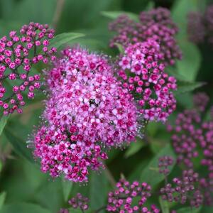 Spiraea japonica Dart´s Red