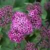 Spiraea japonica Dart´s Red