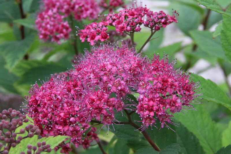 Spiraea japonica Dart´s Red