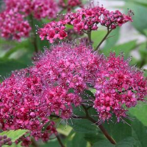 Spiraea japonica Dart´s Red
