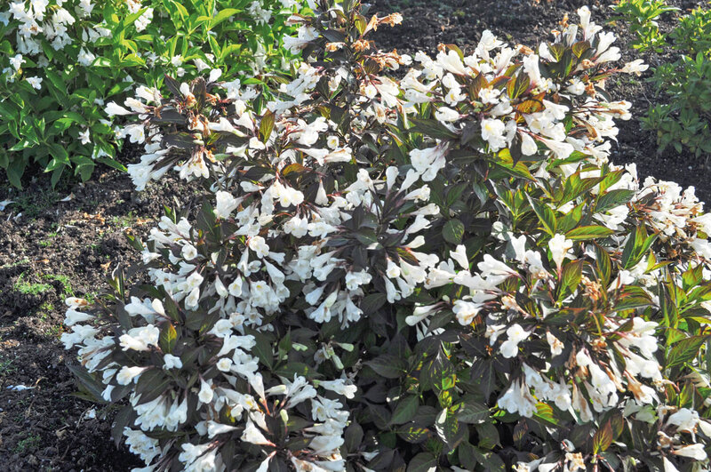 Weigela florida Ebony & Ivory 
