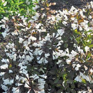 Weigela florida Ebony & Ivory 