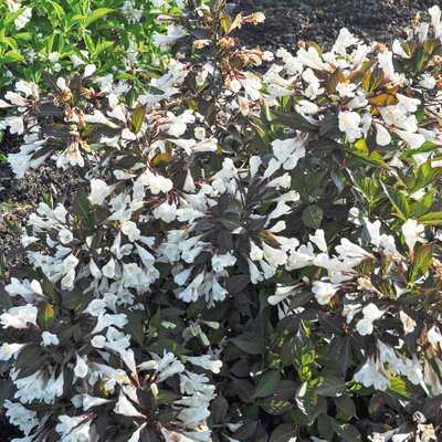 Weigela florida Ebony & Ivory 