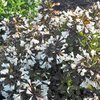 Weigela florida Ebony & Ivory 