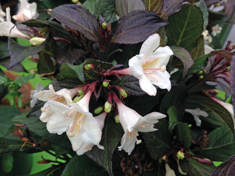 Weigela florida Ebony & Ivory 