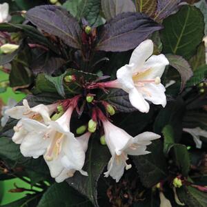 Weigela florida Ebony & Ivory 