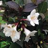 Weigela florida Ebony & Ivory 