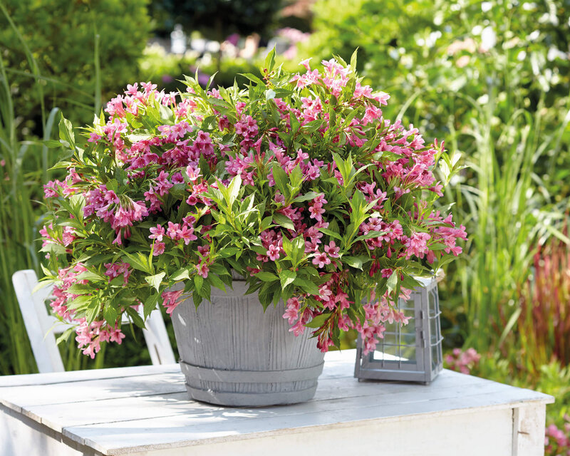 Weigela florida Picobella Rosa