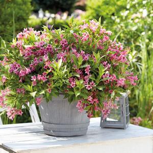 Weigela florida Picobella Rosa