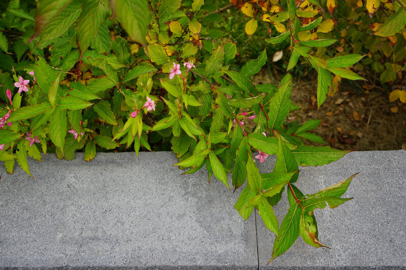 Weigela florida Picobella Rosa
