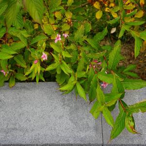 Weigela florida Picobella Rosa
