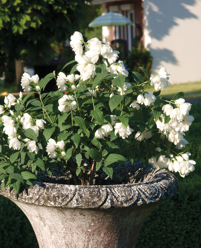 Philadelphus coronarius 'Little White Love'