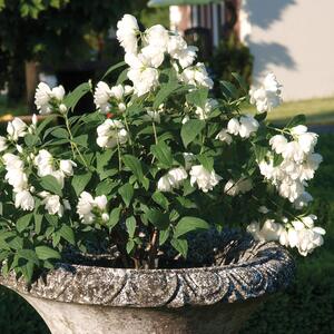 Philadelphus coronarius 'Little White Love'