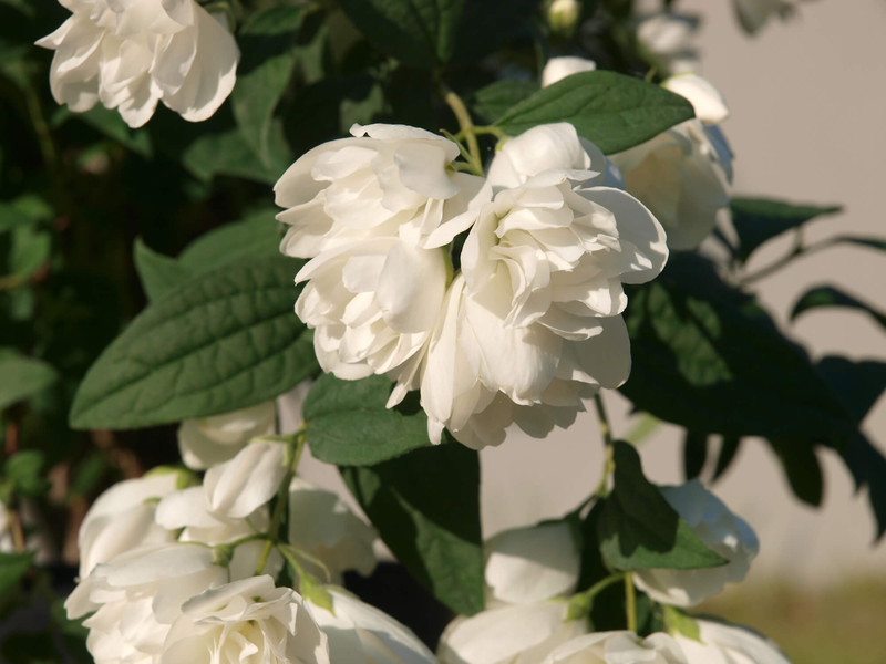 Philadelphus coronarius 'Little White Love'