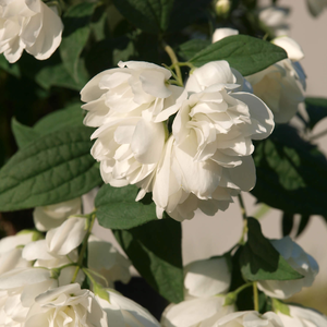 Philadelphus coronarius 'Little White Love'