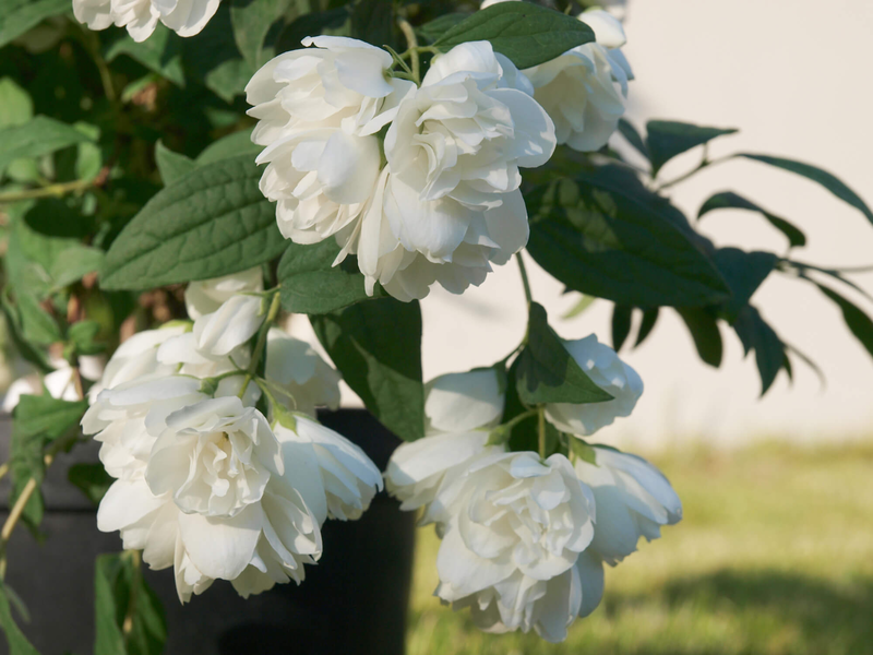 Philadelphus coronarius 'Little White Love'
