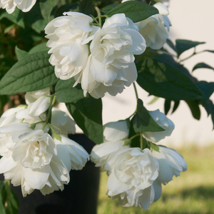 Philadelphus coronarius 'Little White Love'