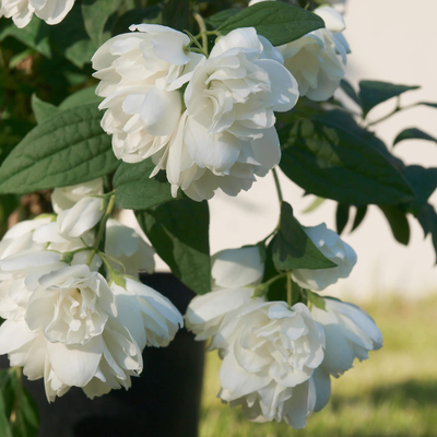 Philadelphus coronarius 'Little White Love'