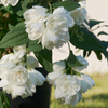 Philadelphus coronarius 'Little White Love'