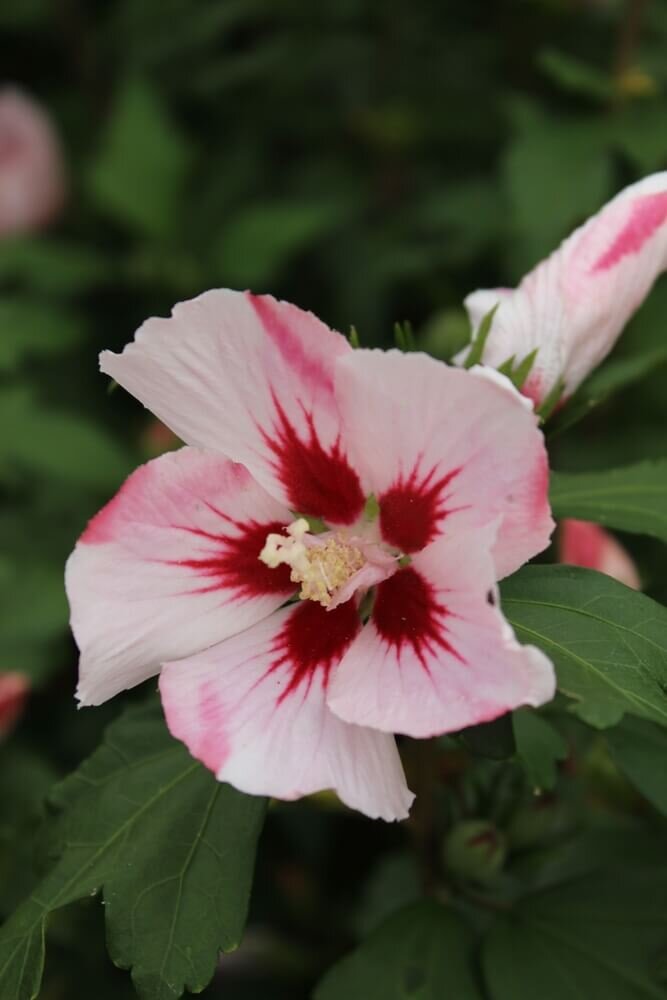 Hibiscus syriacus Hamabo