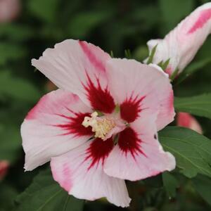 Hibiscus syriacus Hamabo