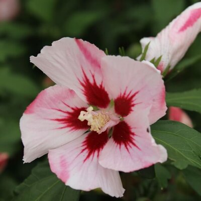 Hibiscus syriacus Hamabo