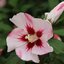Hibiscus syriacus Hamabo