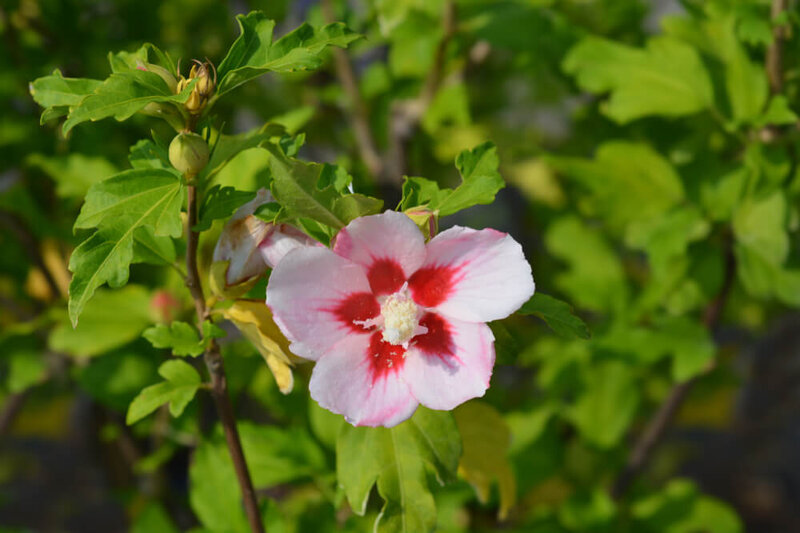 Hibiscus syriacus Hamabo