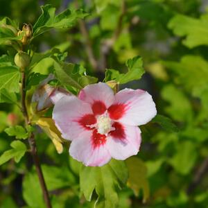 Hibiscus syriacus Hamabo