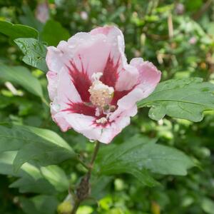 Hibiscus syriacus Hamabo