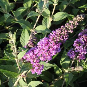 Buddleja davidii 'Blue Chip'