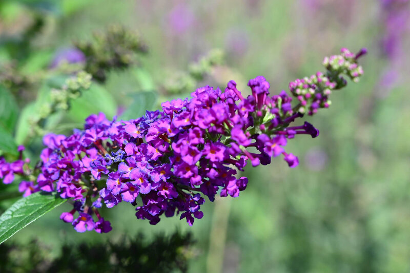 Buddleja davidii 'Blue Chip'