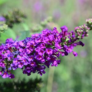 Buddleja davidii 'Blue Chip'