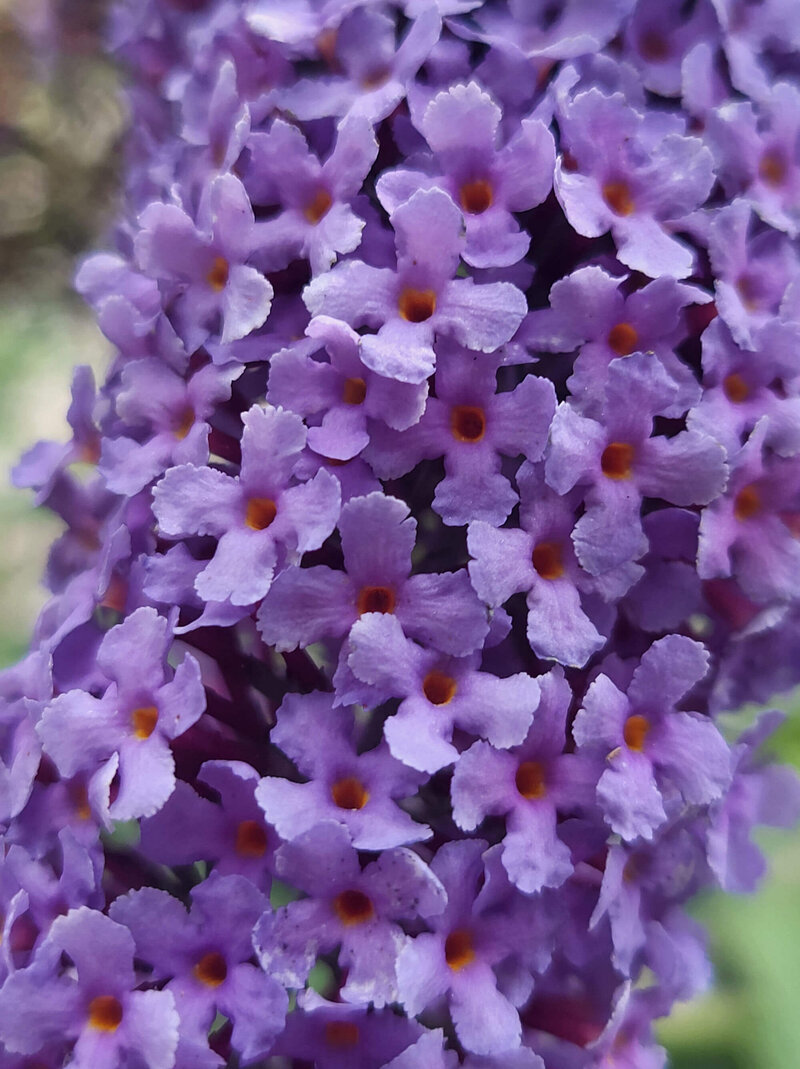 Buddleja davidii 'Empire Blue'