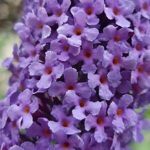 Buddleja davidii 'Empire Blue'