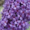 Buddleja davidii 'Empire Blue'
