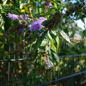 Buddleja davidii 'Empire Blue'