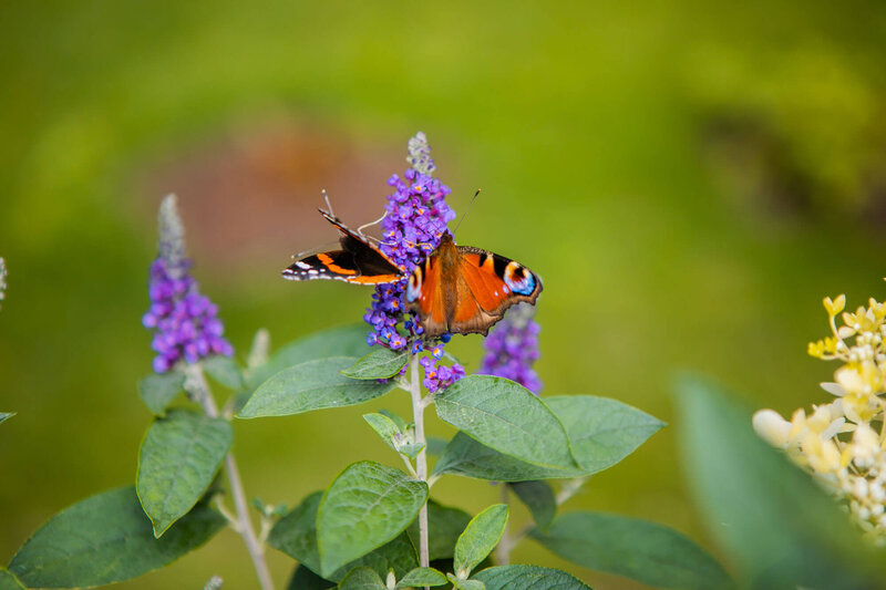 Buddleja davidii 'Empire Blue'