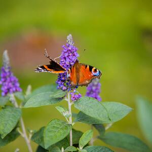 Buddleja davidii 'Empire Blue'