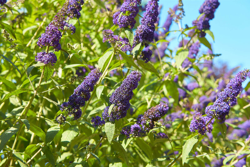 Buddleja davidii 'Empire Blue'