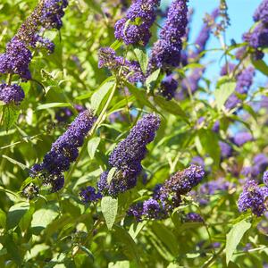 Buddleja davidii 'Empire Blue'