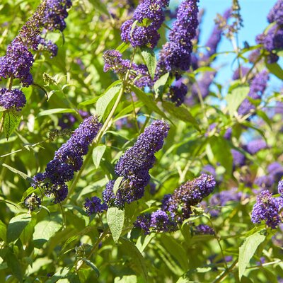 Buddleja davidii 'Empire Blue'