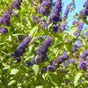 Buddleja davidii 'Empire Blue'