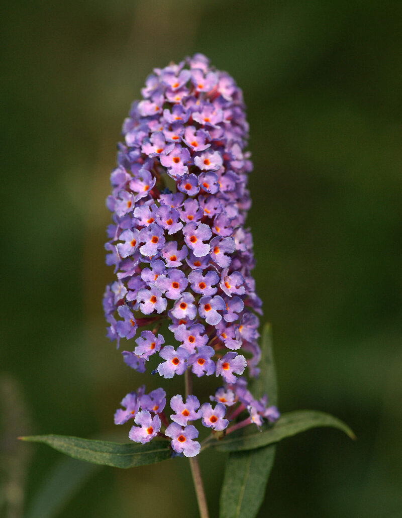 Buddleja davidii 'Flower Power'