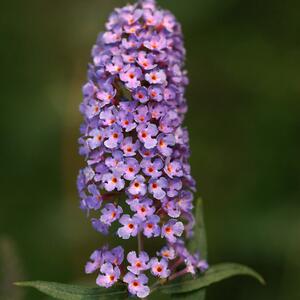 Buddleja davidii 'Flower Power'
