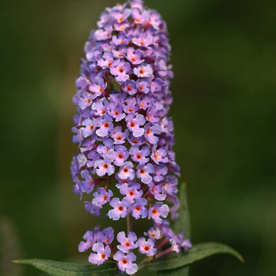 Buddleja davidii 'Flower Power'