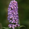 Buddleja davidii 'Flower Power'