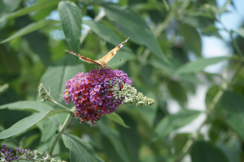 Buddleja davidii 'Flower Power'