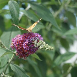 Buddleja davidii 'Flower Power'
